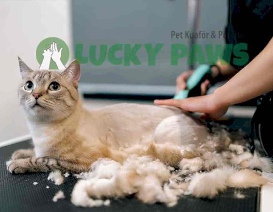Kedi Kuaförü