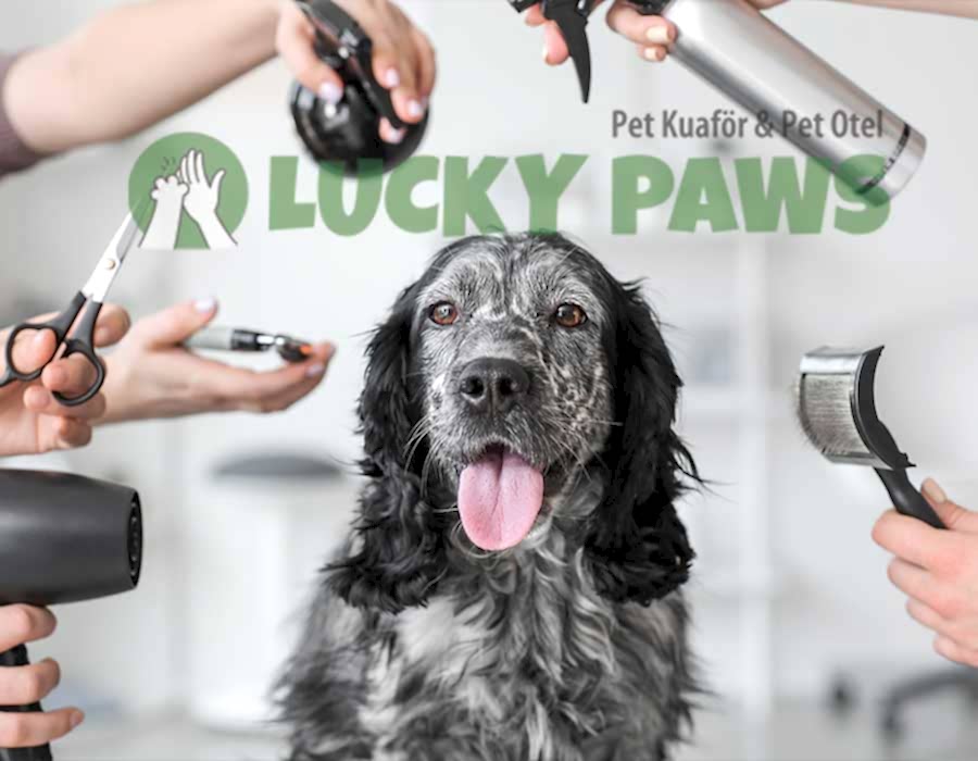 Köpek Kuaförü